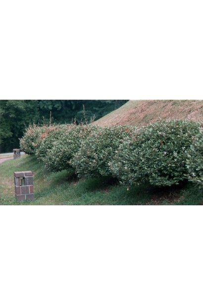 Алея з Елеагнуса Еббінге